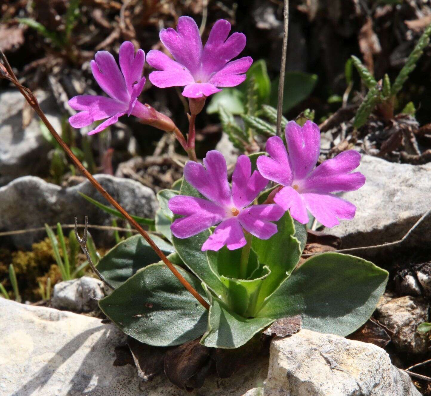 Sivun Primula spectabilis Tratt. kuva