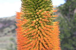 Image of Aloe broomii Schönland