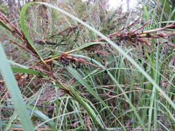 Image of Lanai sawsedge