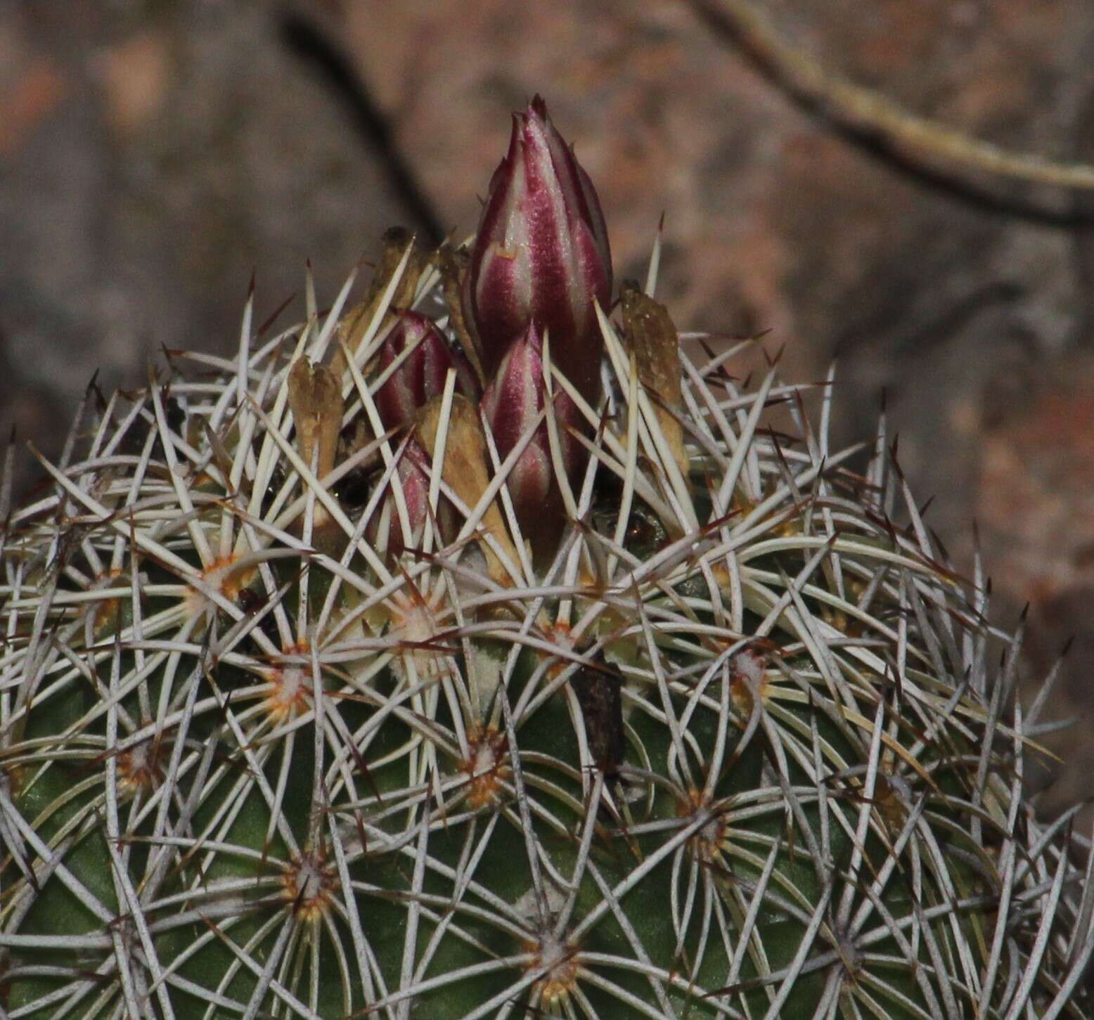 Image of Coryphantha potosiana (Jacobi) Glass & R. A. Foster