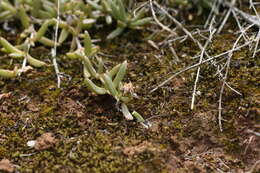 Image of Delosperma hollandii L. Bol.