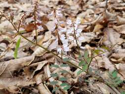 Imagem de Vicia caroliniana Walter