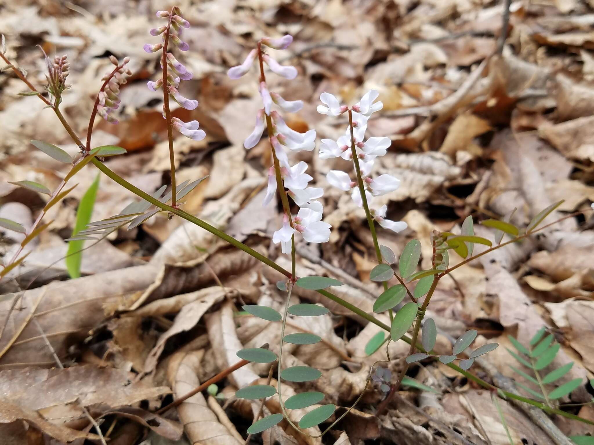 Image of Carolina vetch