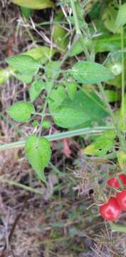 Image of currant tomato