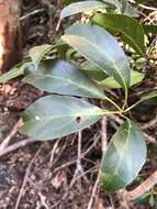 Image of Nothocissus sterculiifolia (F. Müll. ex Benth.) Latiff