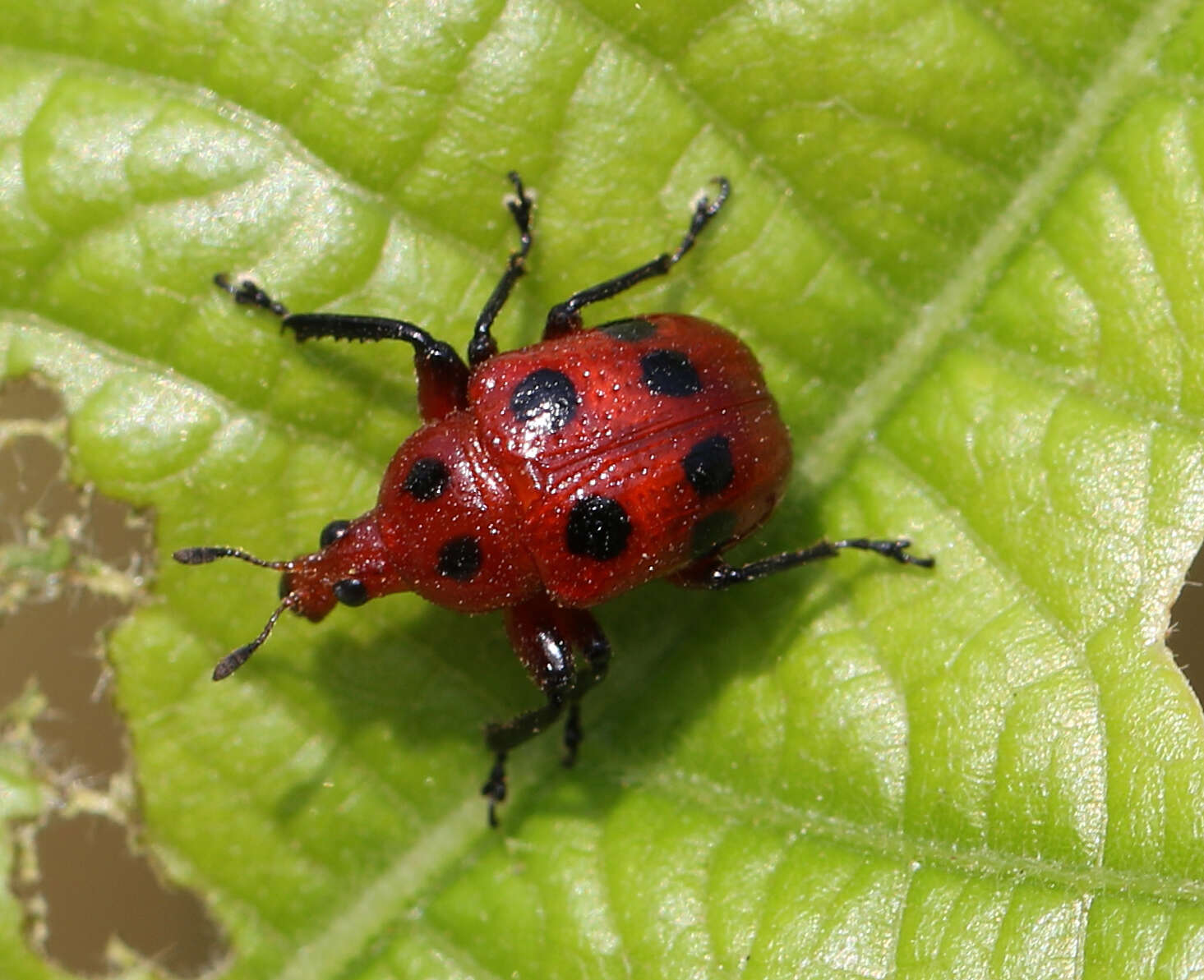 Image of Henicolabus octomaculatus Voss 1925