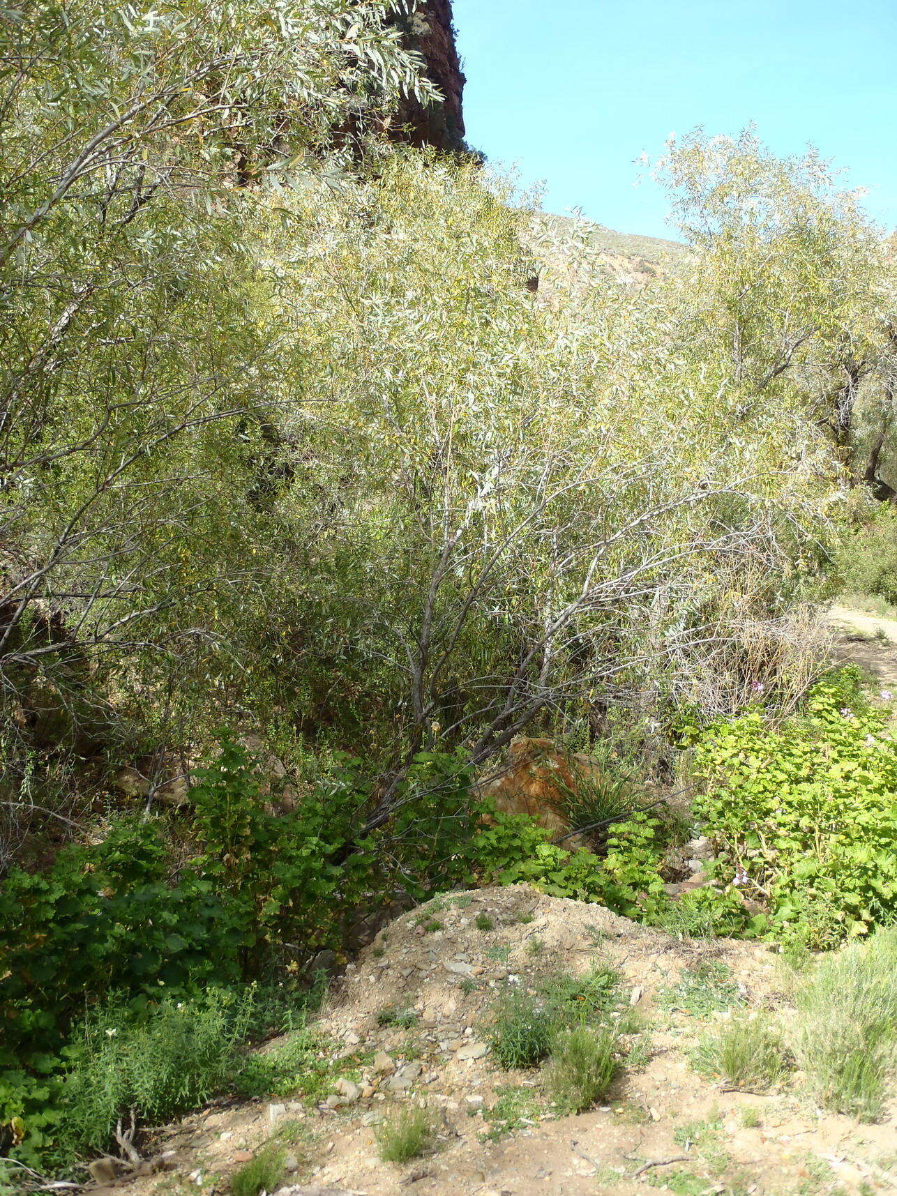 Image of Salix mucronata subsp. mucronata