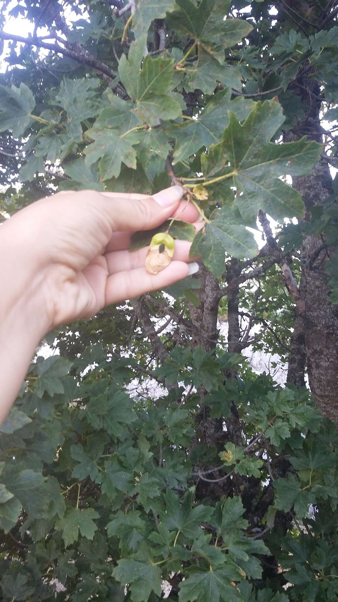 Acer hyrcanum subsp. stevenii (Pojark.) E. Murray的圖片