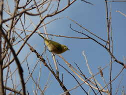 Image of Cape White-eye