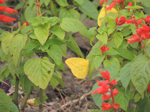 Image of Large Orange Sulphur