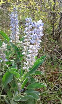 Image of Oak Ridge Lupine