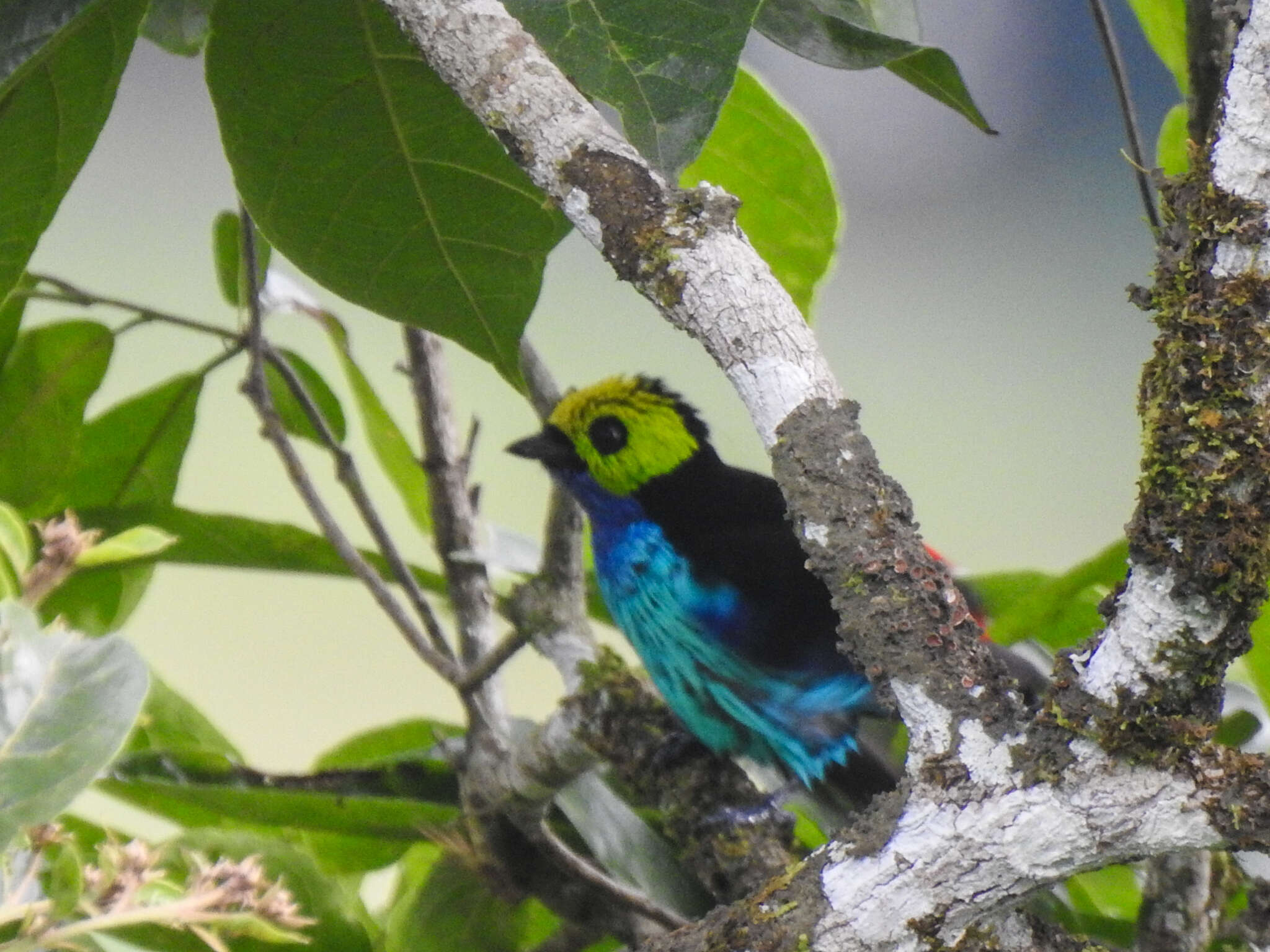 Image of Paradise Tanager