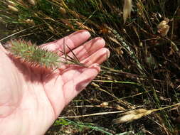 Sivun Trifolium angustifolium L. kuva