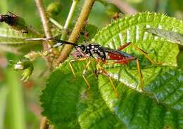 صورة Holhymenia clavigera (Herbst 1784)