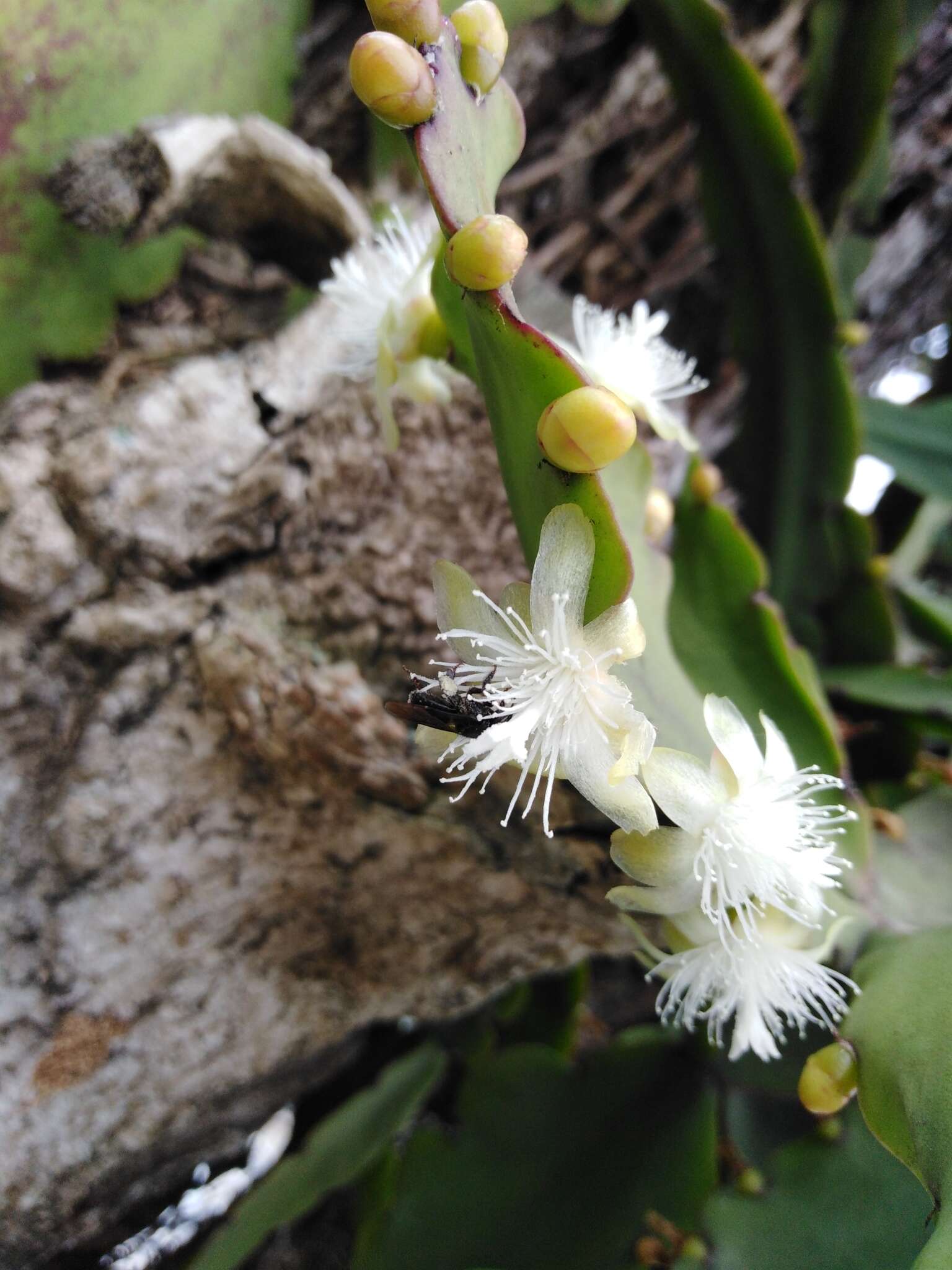 Imagem de Rhipsalis pachyptera Pfeiff.