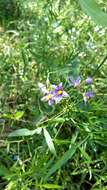 Слика од Solanum angustifidum Bitter