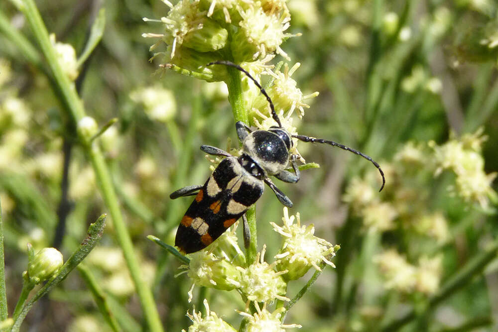 Imagem de Megacyllene mellyi (Chevrolat 1862)