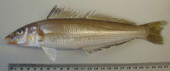 Image of Stout whiting