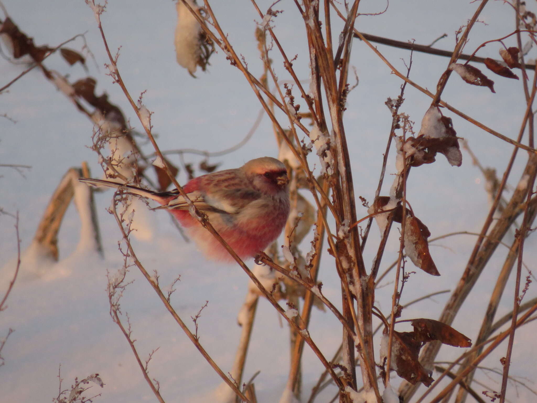 Слика од Carpodacus sibiricus (Pallas 1773)