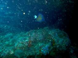 Image of Blue Ring Angelfish