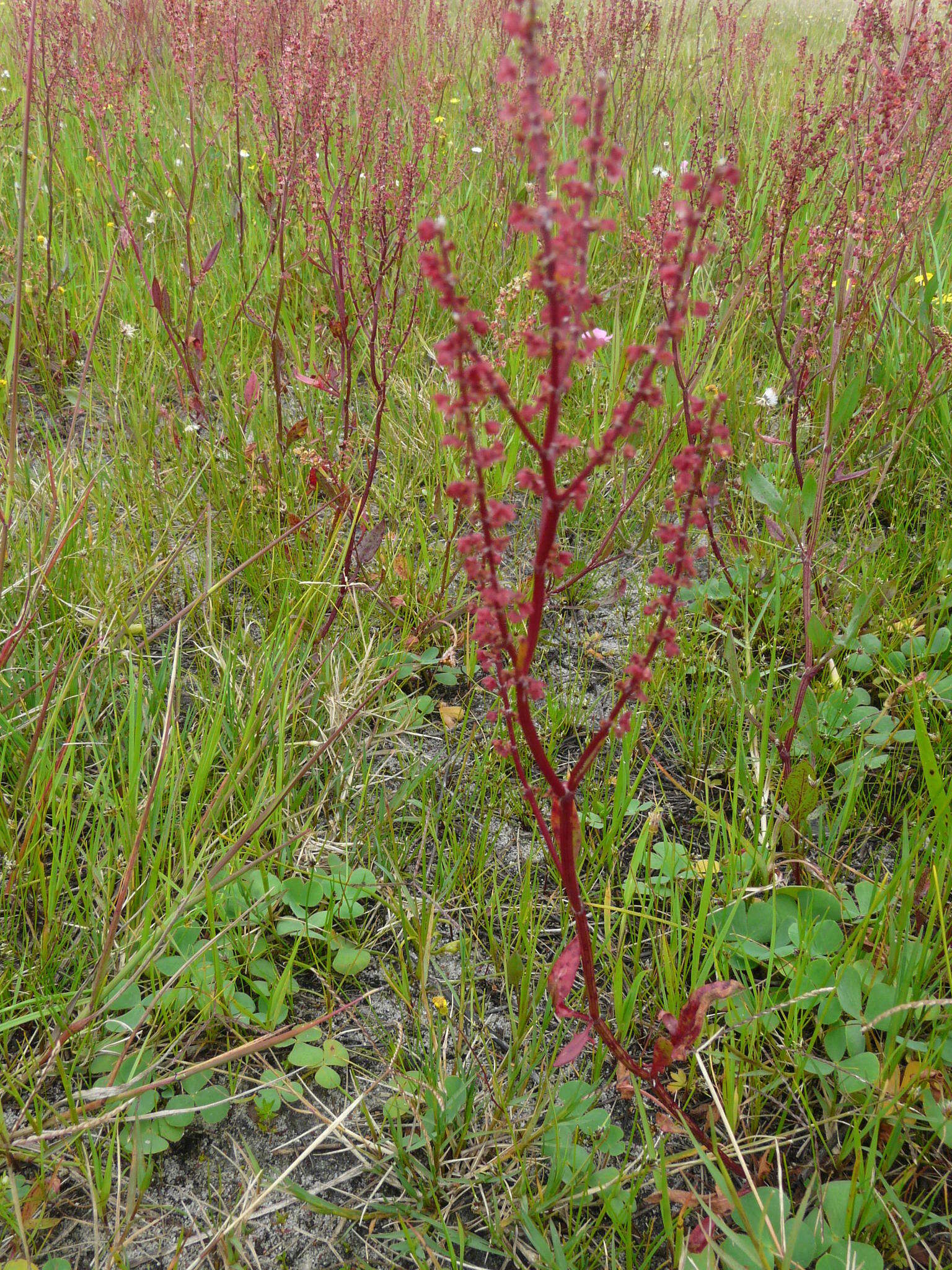 Image of Rumex acetosella subsp. acetosella