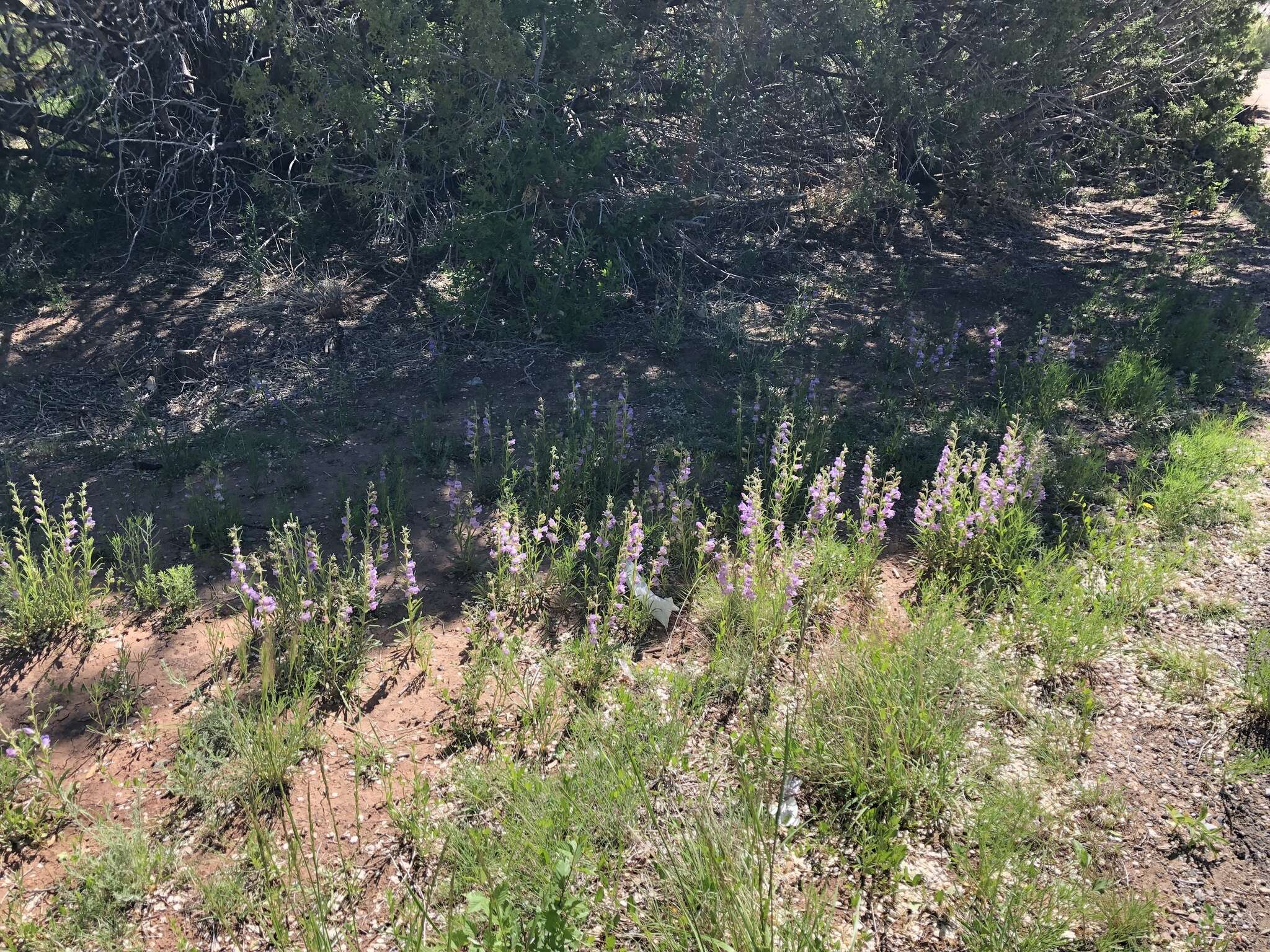 Image of James' beardtongue