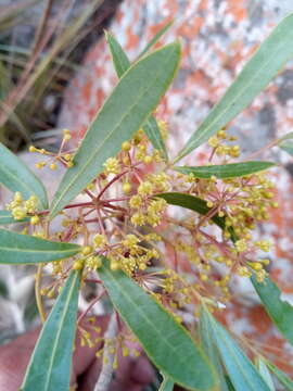 Image of Schefflera bojeri (Seem.) R. Vig.