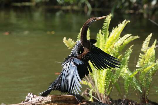 Image of Oriental Darter