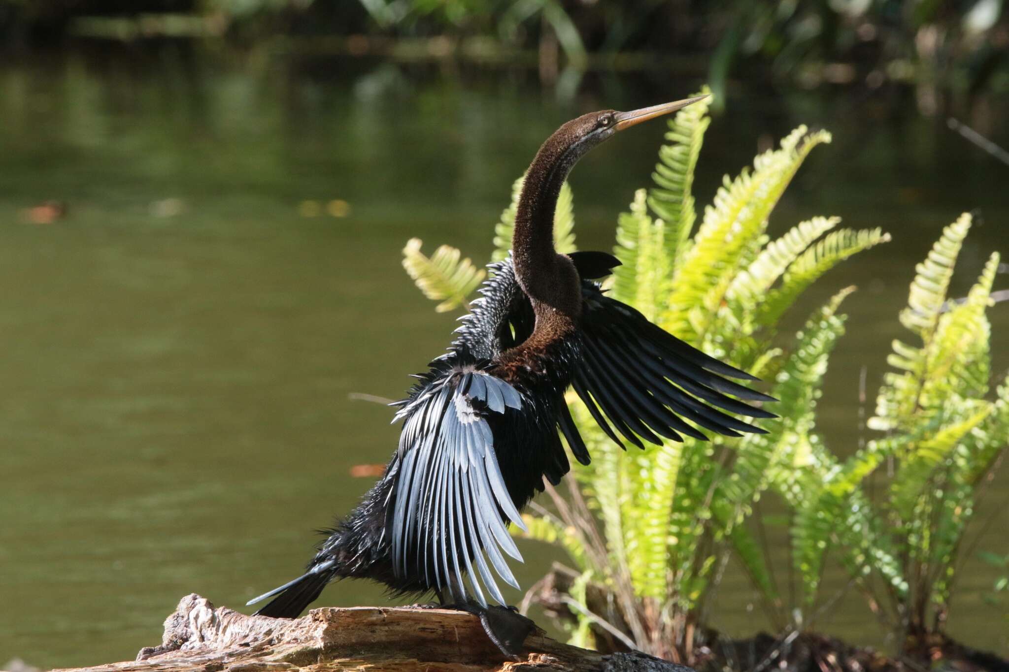 Image de Anhinga roux