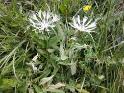 Слика од Centaurea cheiranthifolia subsp. willdenowii (Czer.) A. D. Mikheev