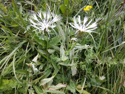 Слика од Centaurea cheiranthifolia Willd.