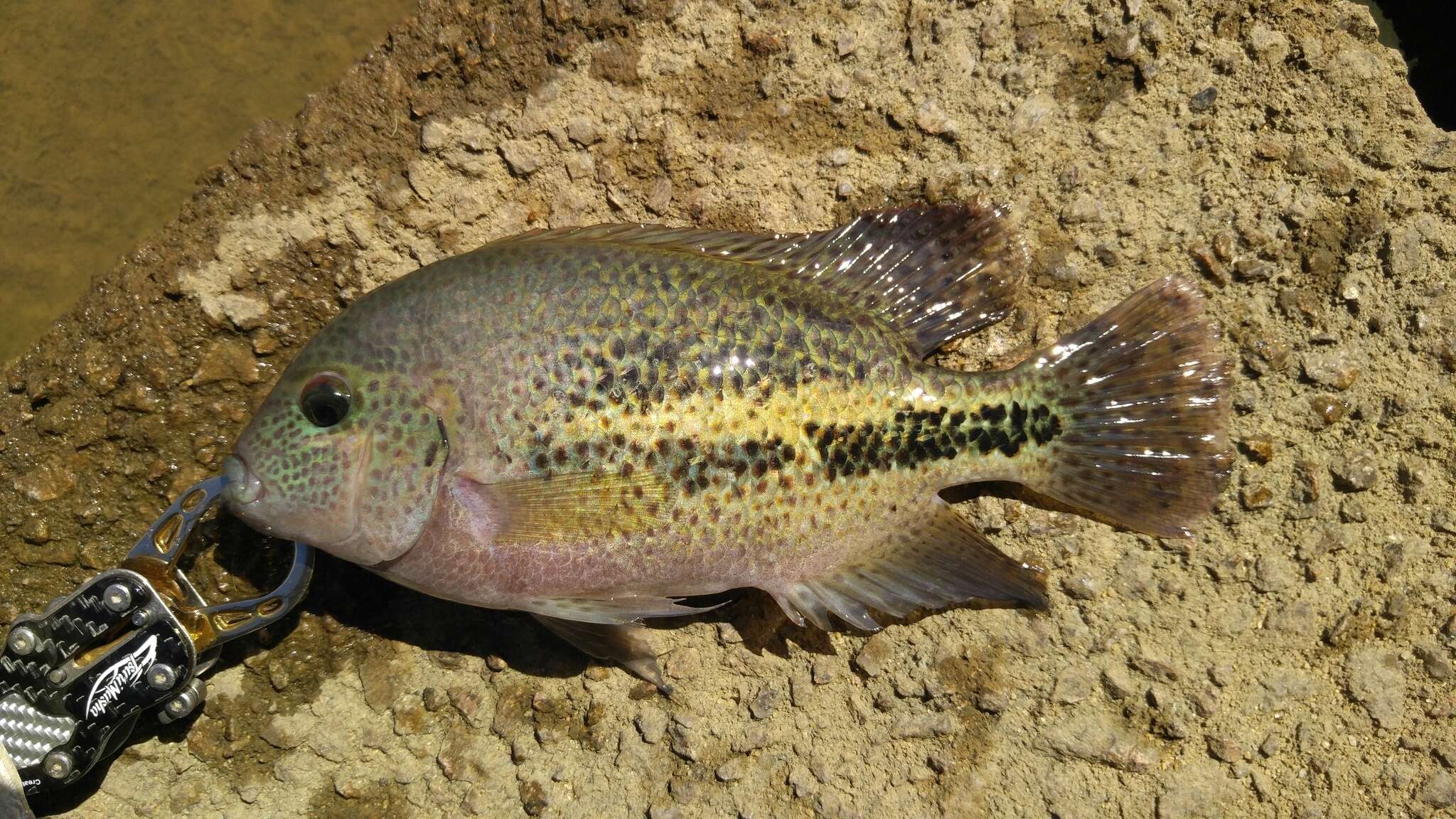 Vieja bifasciata (Steindachner 1864) resmi