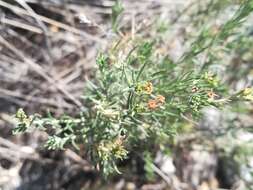 Image of slimleaf heliotrope