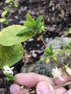 Imagem de Lonicera fragrantissima Lindl. & Paxt.