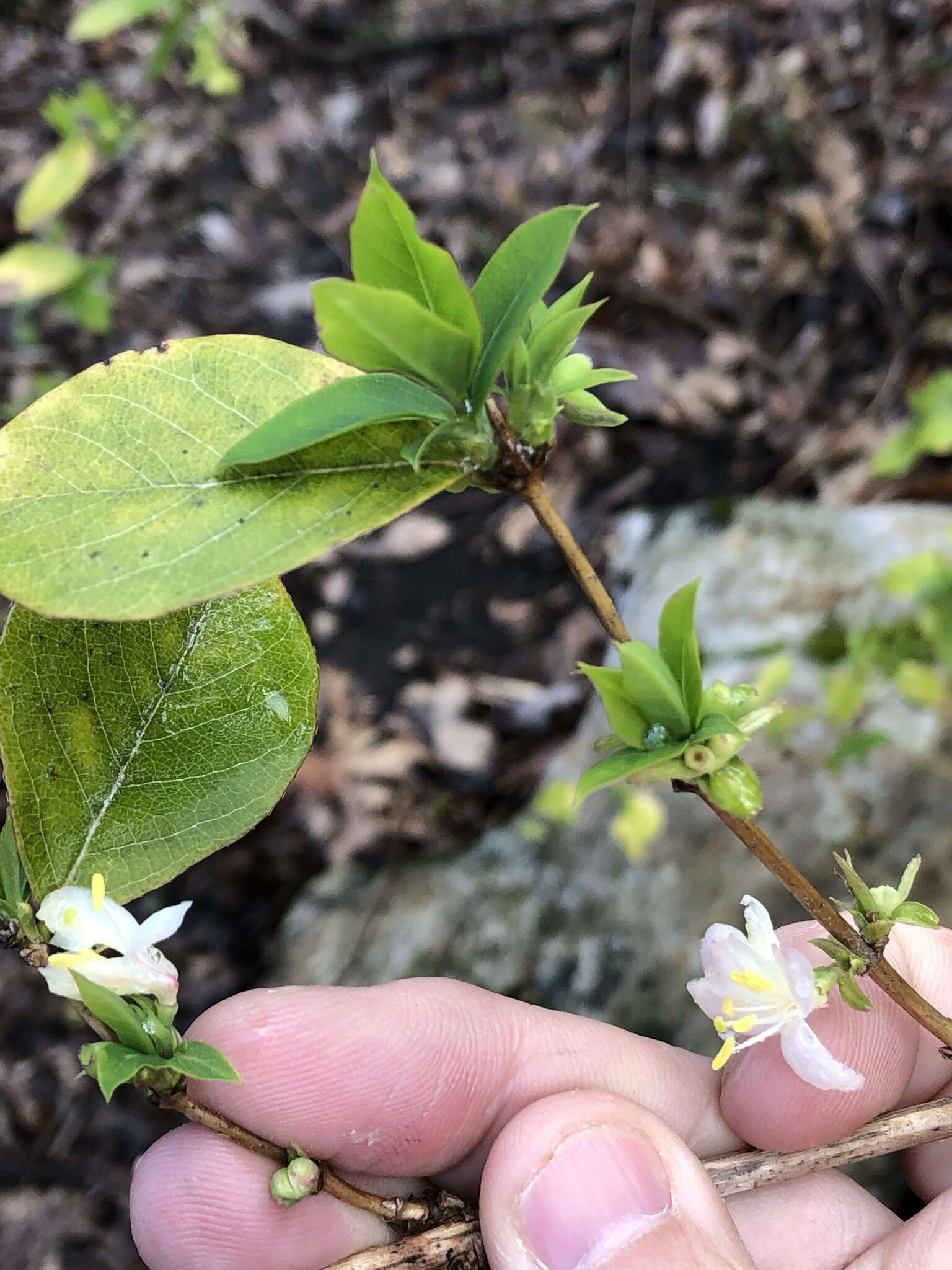 Imagem de Lonicera fragrantissima Lindl. & Paxt.