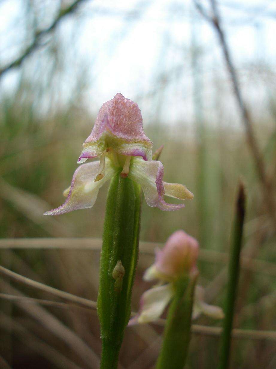 Image of Disperis concinna Schltr.