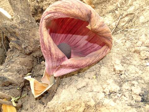 Image of Amorphophallus dracontioides (Engl.) N. E. Br.