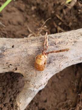 Ophiocordyceps sobolifera (Hill ex Watson) G. H. Sung, J. M. Sung, Hywel-Jones & Spatafora 2007 resmi