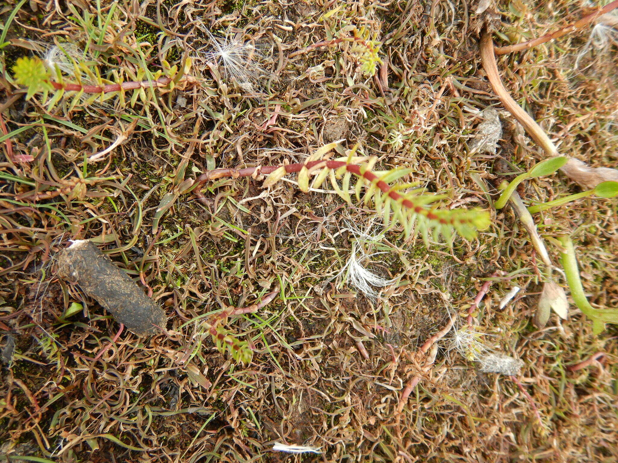 Sivun Hippuris lanceolata Retz. kuva