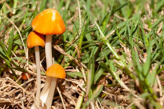 Image of Marasmius vagus