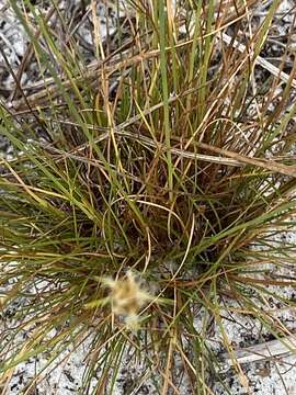 Image of Ware's Hair Sedge