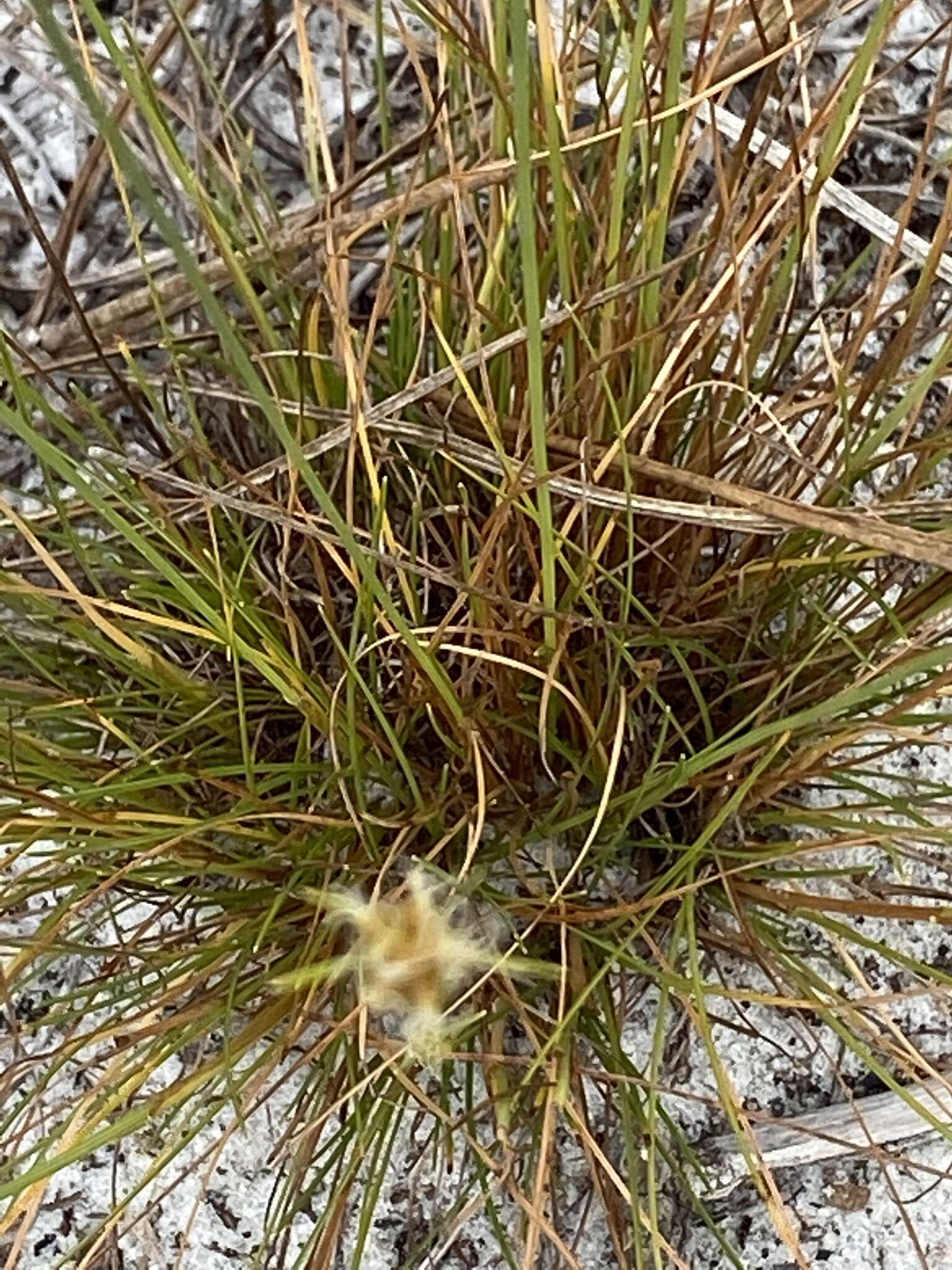 Plancia ëd Bulbostylis warei (Torr.) C. B. Clarke