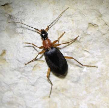 Image of Galerita (Progaleritina) bicolor (Drury 1773)