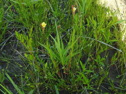 Oenothera spachiana Torr. & Gray resmi