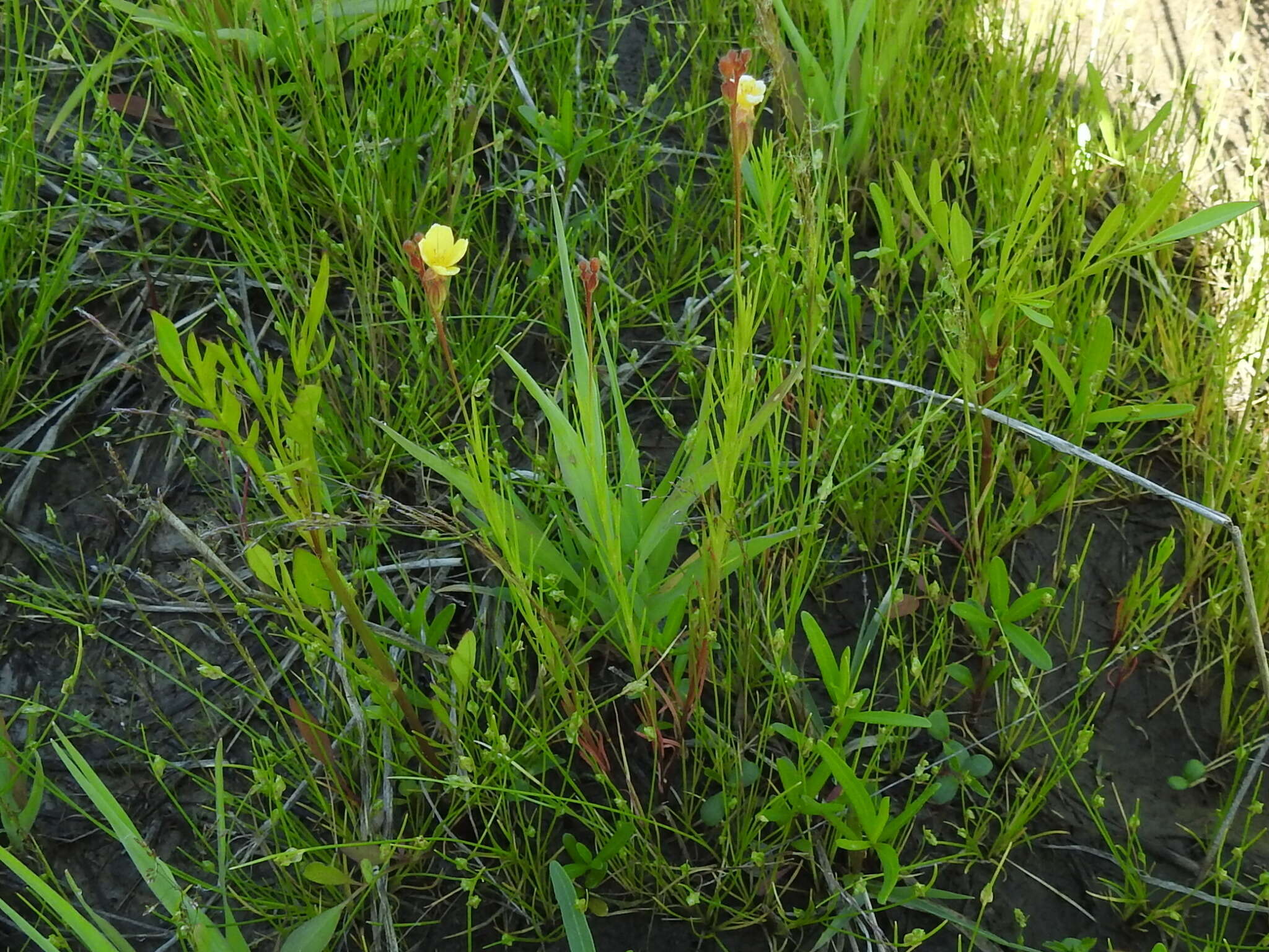 Oenothera spachiana Torr. & Gray resmi