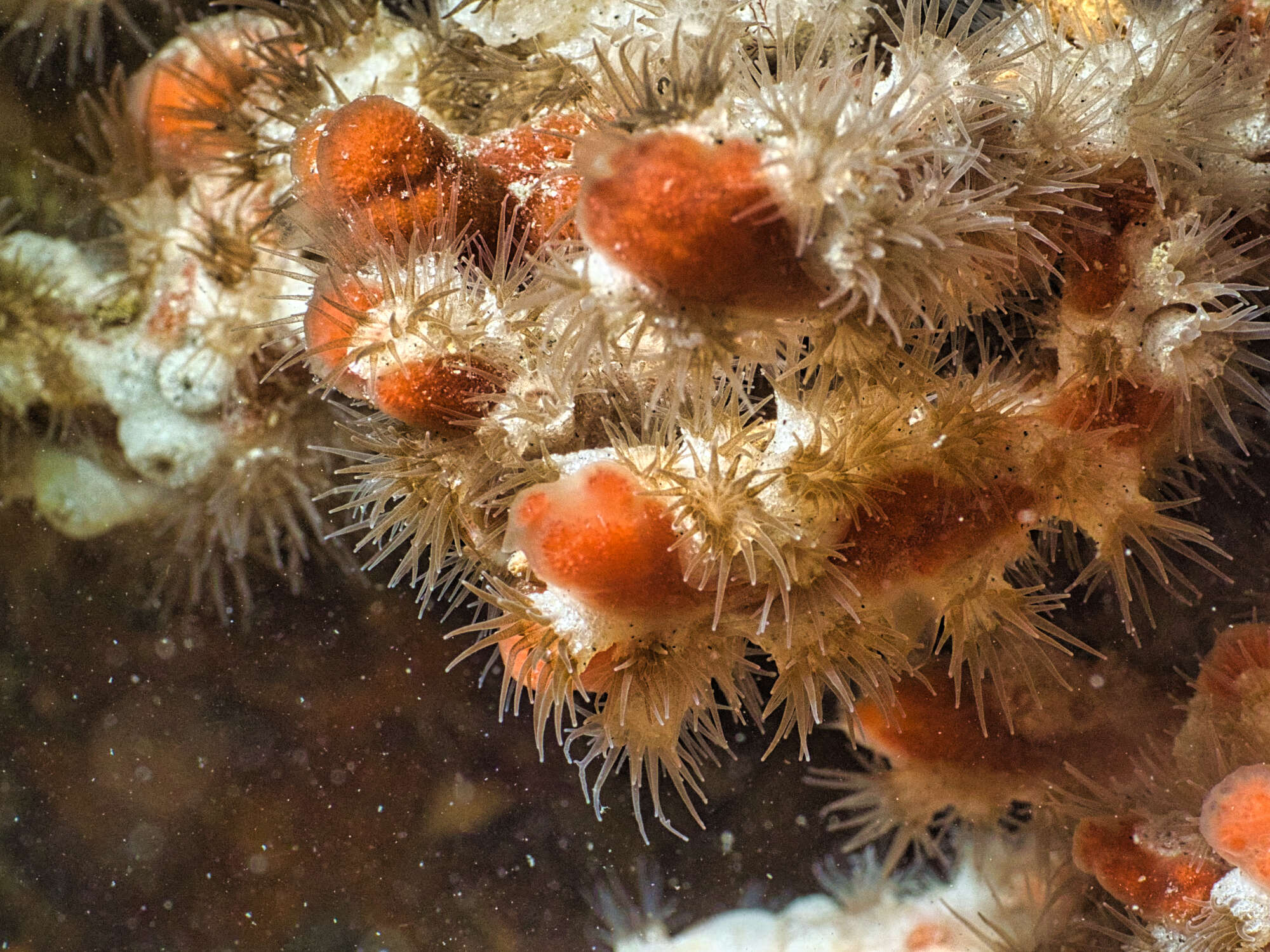 Image of Epizoanthus sabulosus Cutress 1971