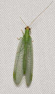 Image of Goldeneyed Lacewing