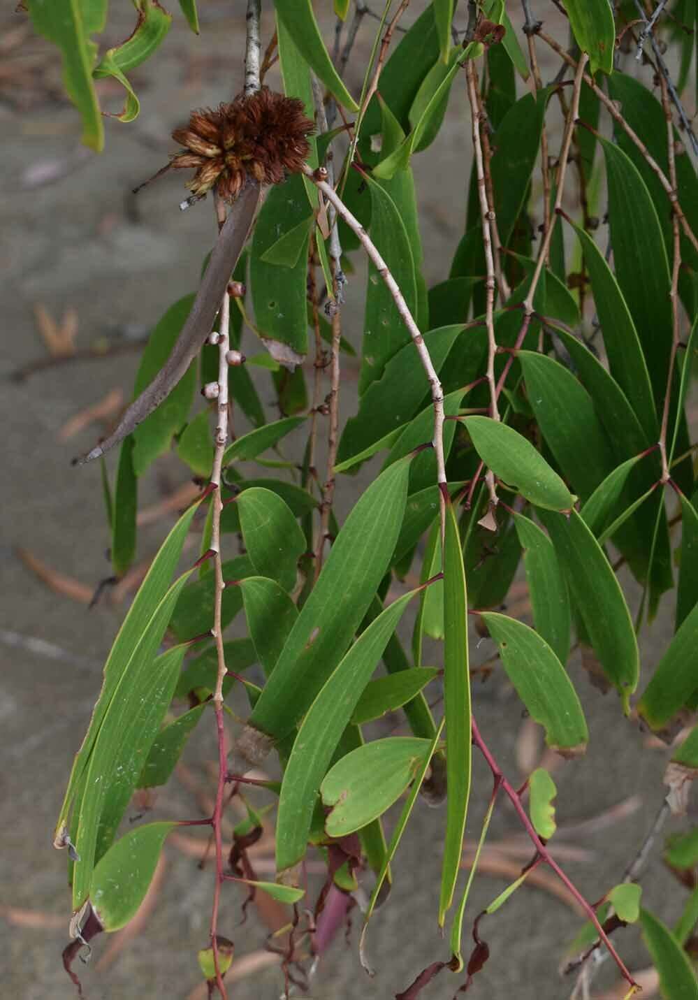 Sivun Beesonia ferrugineus (Froggatt 1921) kuva