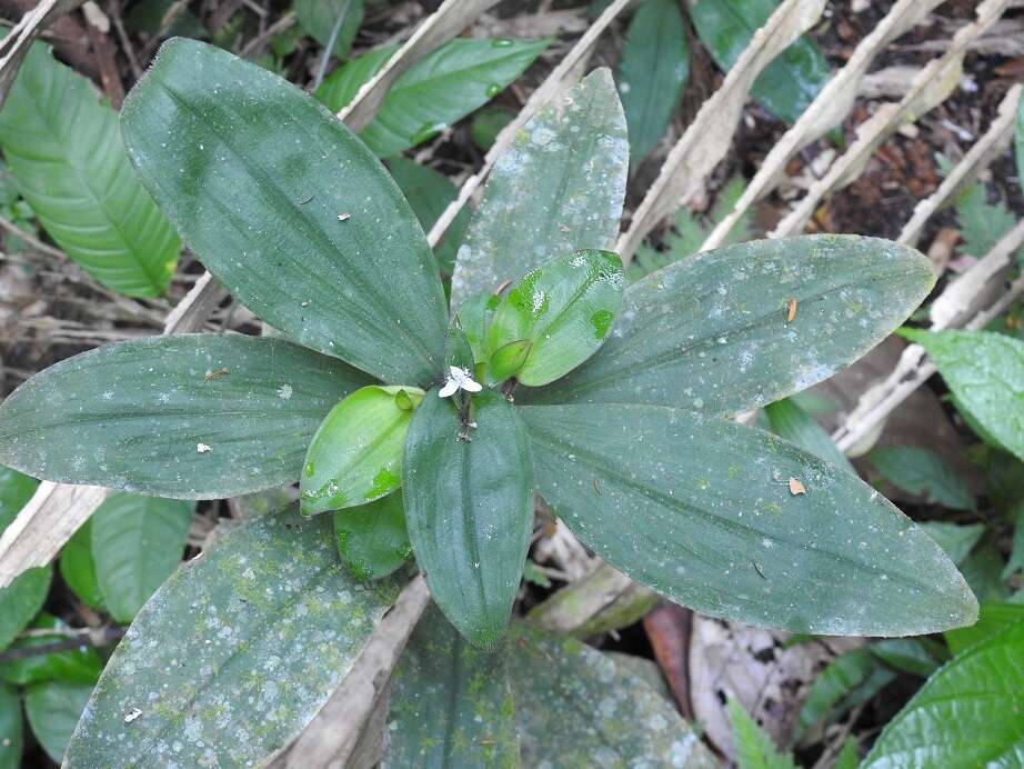 Image de Tradescantia schippii D. R. Hunt