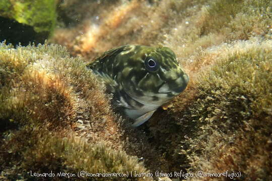 Image of Rock-pool Blenny